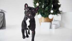 3 Důvody, proč věnovat pozornost zdraví psa po novém roce